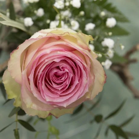 Rosa Individual Bicolor