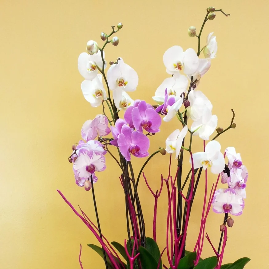 Orquideas Mix Cristal XXL