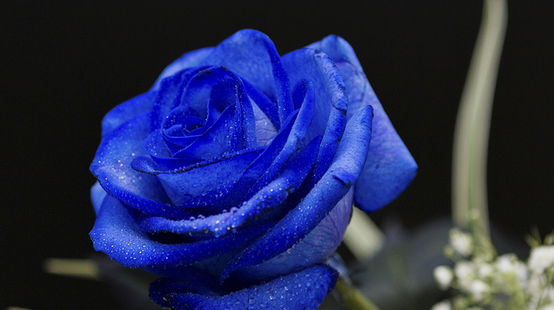 Top 100 rosa eterna azul significado